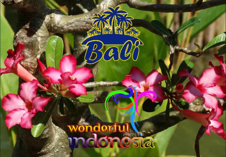 bali